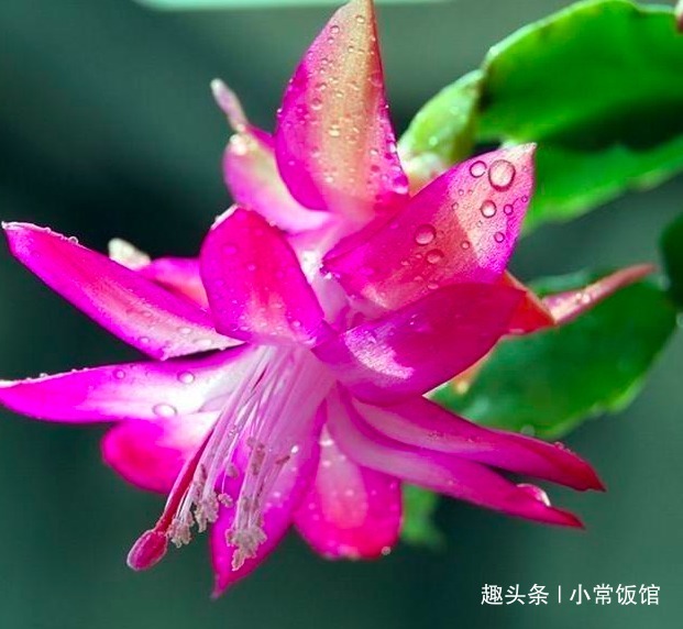 蟹爪兰浇水,掐准“时间”,不早不晚“刚刚好”,叶片肥厚又油亮