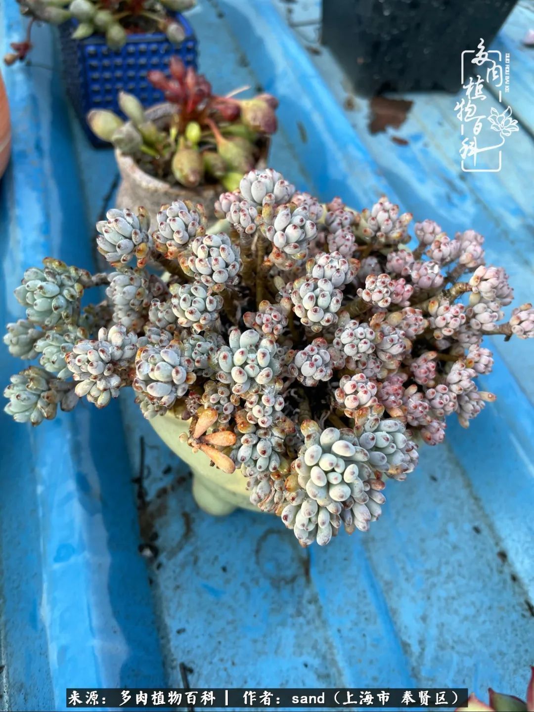 带着200多盆多肉,三个月搬两次家,是一种怎样的体验