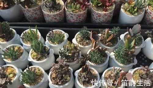 茎干|多肉度夏难,高温天徒长变丑按照4点操作,茎干粗壮叶片肥美