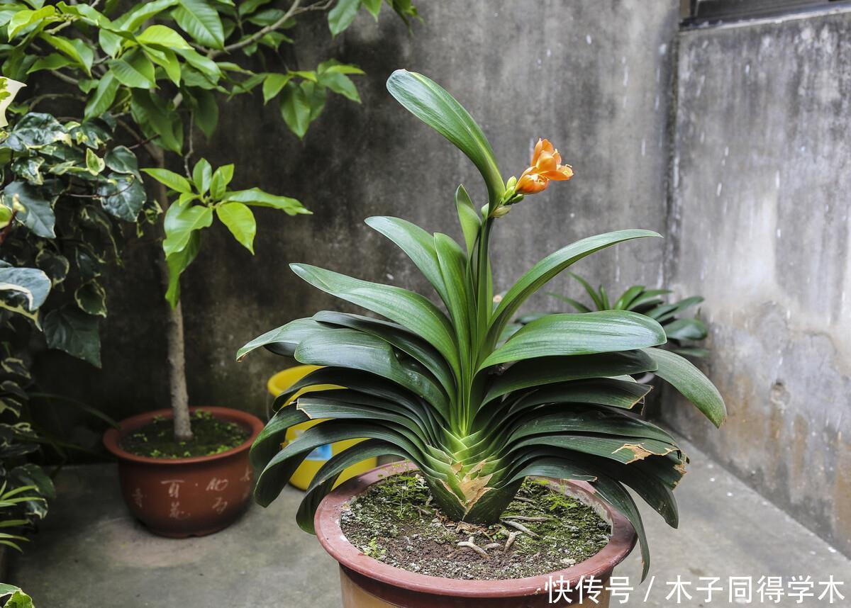 君子兰春天“翻盆”,花盆有讲究,选错了耽误“长新叶”