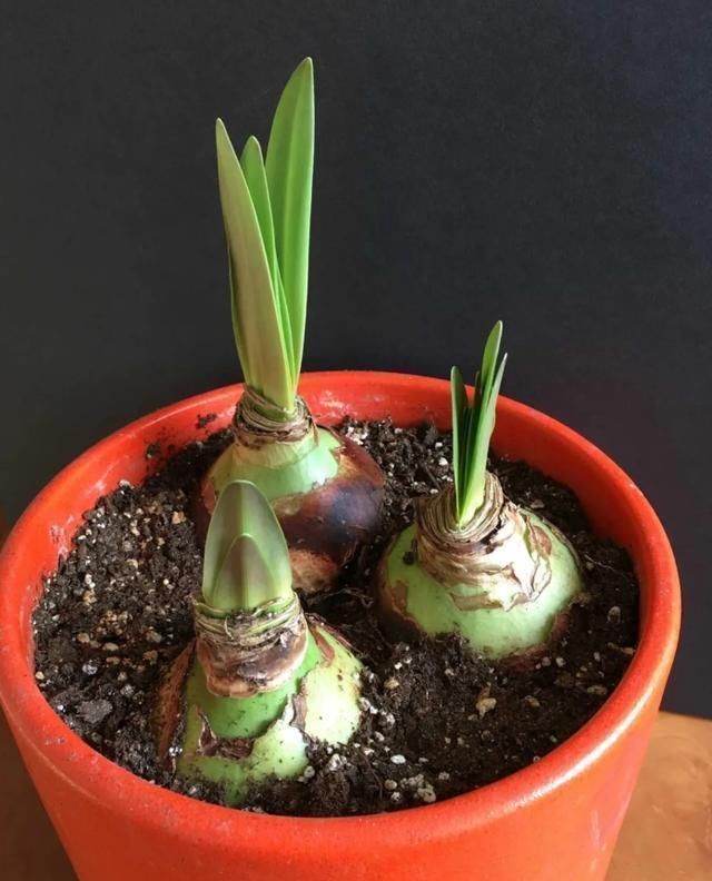 种植|秋天来了,最适宜种植的鳞茎类花卉你有种植吗