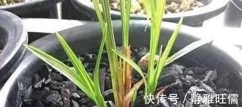 花盆里埋点“它”，不烂根，不黄叶，杀菌消毒还透气，根壮花还旺