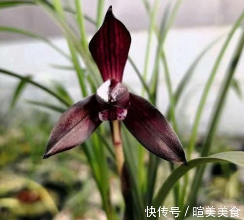 艺兰|这三种兰花,花旺人更旺,花红浓香,百看不厌,是冬日养兰首选