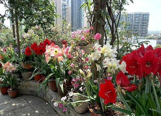 家里养花,乱浇这“3肥水”,烧根烂叶、土壤板结,难怪养不活!