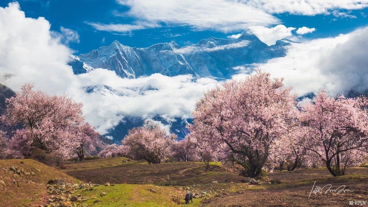 林芝桃花约么？