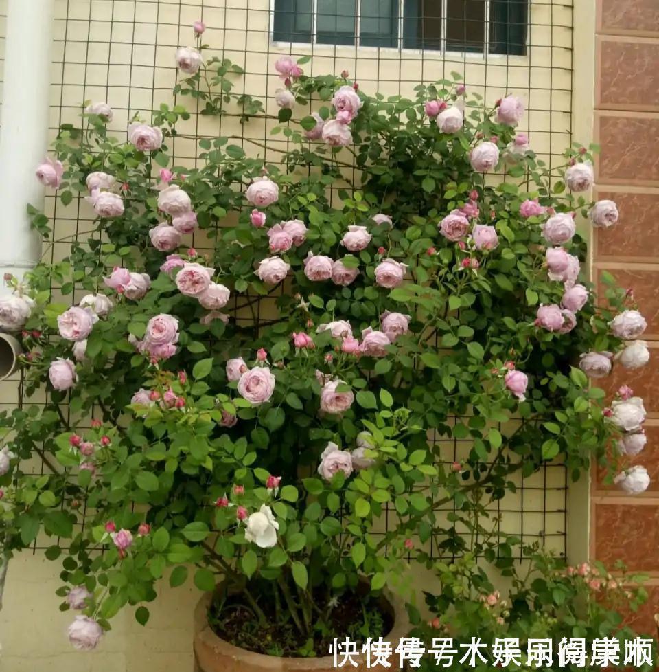 4种花要富养,根多“爱吃土”喜欢大花盆,用对了利于生长和开花