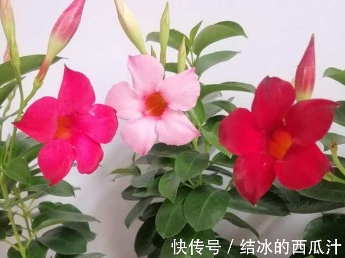 玫瑰海棠|养花就养4种花，家里养一盆，满屋飘香，清新幽雅！