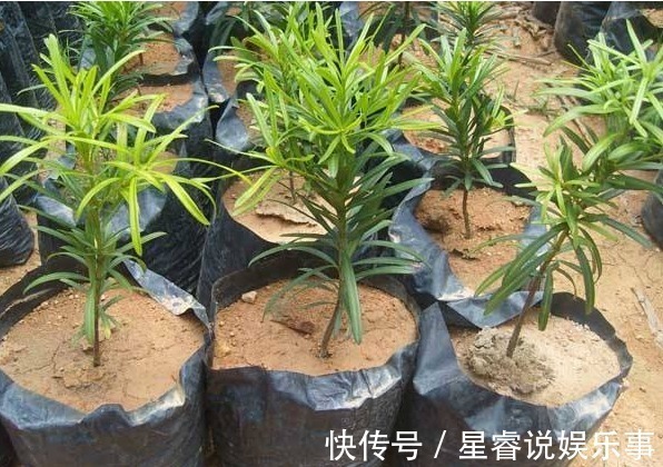 扦插枝|家有罗汉松,代代出富翁,这种松太贵不用买,剪个枝一插就活