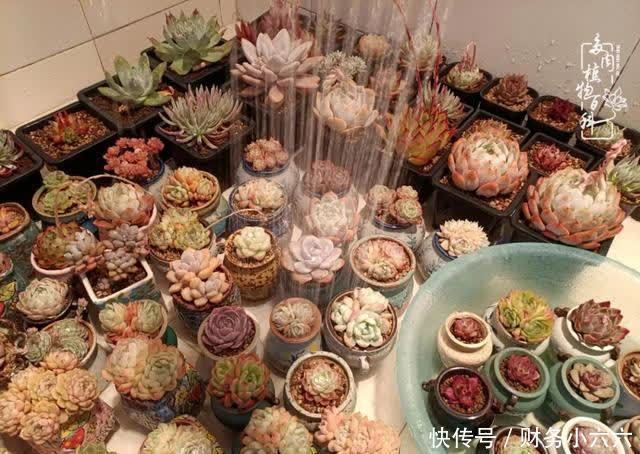 揭秘:那些干净又温暖的多肉照片从哪里来?