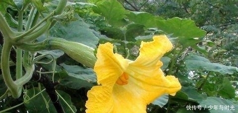 土三七|最受歡迎的野菜, 能降脂減肥，清熱降火，農(nóng)村人不賣留著自己吃