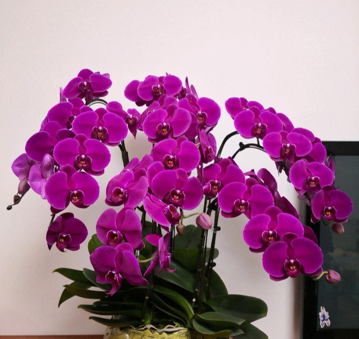 5种“网红”年宵花,个个都“吉祥”,寓意好颜值高,快去摆一盆