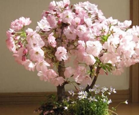 花贵妃|一鸣惊人的5种树桩盆景,好看还不贵,养家里奢华显档次!