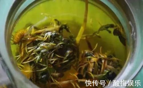 食用禁忌|蒲公英,用对是药,用错是毒!别让无知害了自己