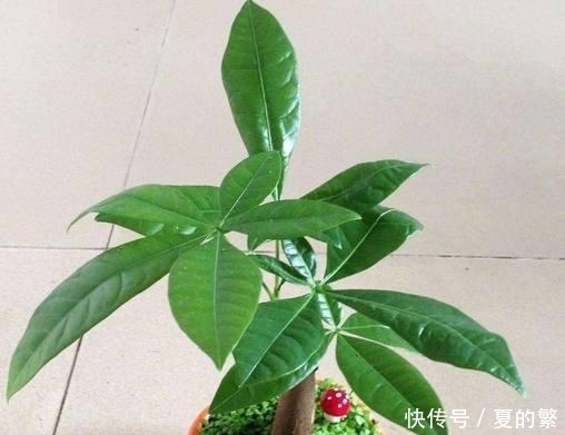 盆景|桔树盆景如何种植 种植桔树盆景的方法