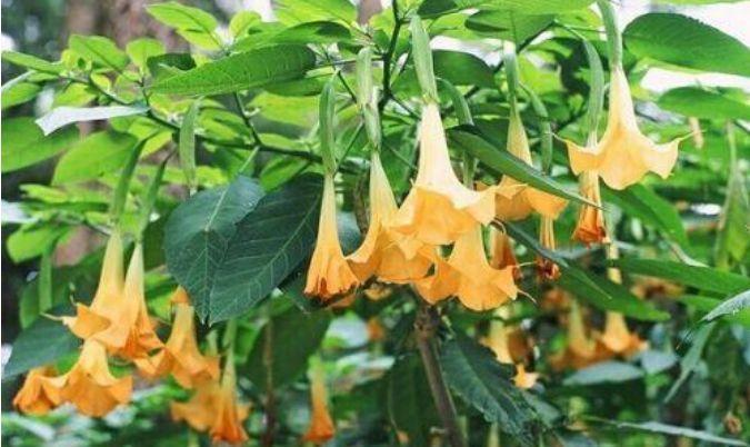 4种花自带财运，好养易活不招虫，比牡丹好看，比吊兰好养