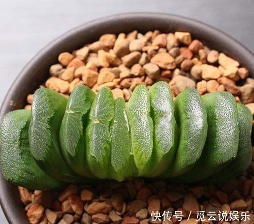 玉扇叶片|多肉玉扇经常喷水,是好还是坏来看看这三点就知道