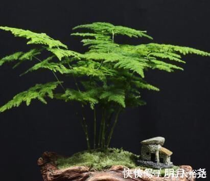 植物油|厨房里的“小东西”,拿来养文竹,比绿萝长得快,分分钟成盆景