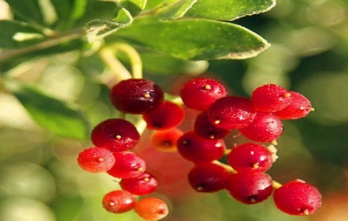 药用|想长寿要会吃，多吃的食物，降压减脂，净化血管，有益健康