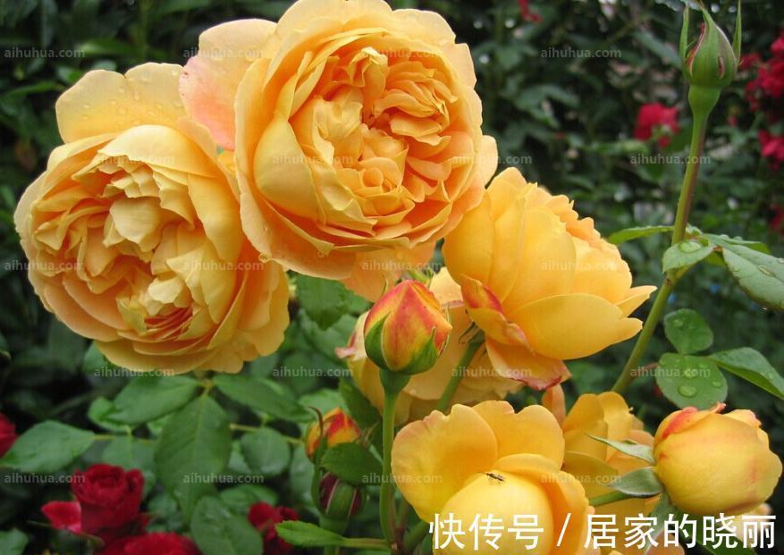 养花|养花试试这几款,抗病性强,分枝性好且多头开花