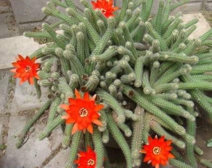 玉翁玉翁|适合懒人栽种的7种懒人盆栽，大半年不管居然还开花了！