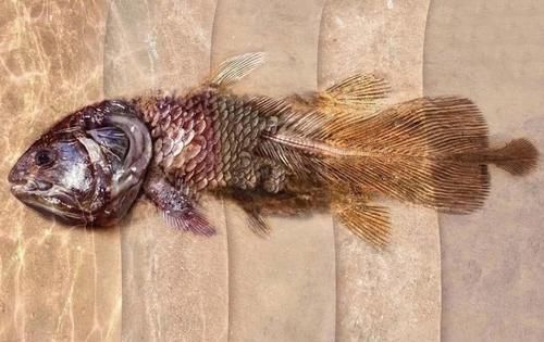 地球现存活最古老的鱼类 专吃乌贼 曾被认为和恐龙一起灭绝了 快资讯 地球现存活最古老的鱼类 专吃乌贼 曾被认为和恐龙一起灭绝了 快资讯