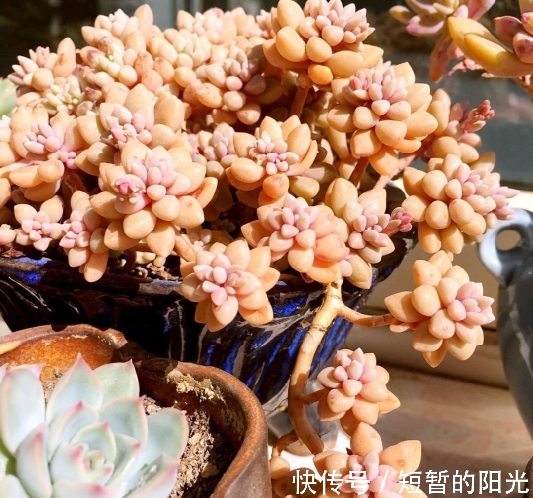 6种普通多肉,好养又漂亮,很容易养成老桩盆景