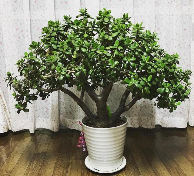 秋天到了,想要玉树美,赶紧给它贴秋膘