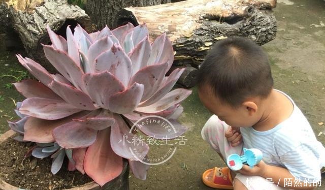 他用水缸养多肉，2年养出巨无霸晚霞，肉友纷纷表示头一次见！