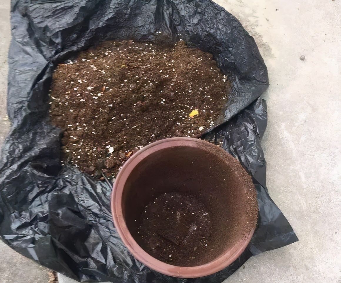 种花|天气凉了,1种花“记得”别买,养1周就耷拉、养30天“光杆”