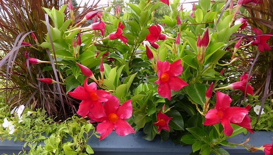 修剪|夏季养什么花？栽飘香藤，满足3条件，成就一道靓丽风景