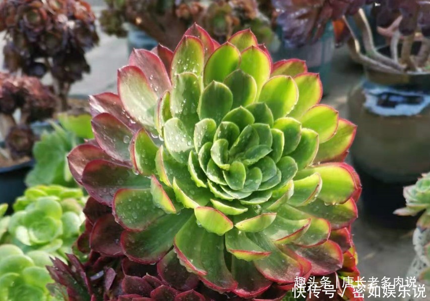 法师|多肉嘉年华法师平常十分低调,但养出状态后它的颜值不输任何多肉