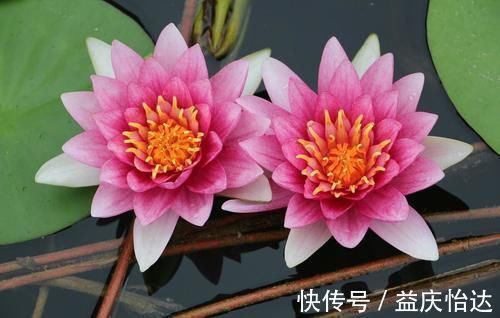 三角梅|都说养花容易上瘾，尤其是这4种花，不信养几盆就知道了