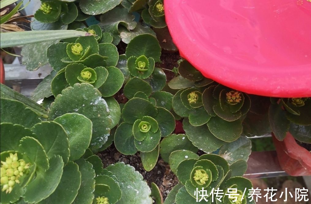 家里养3种花,冬天别停肥,让它早开花