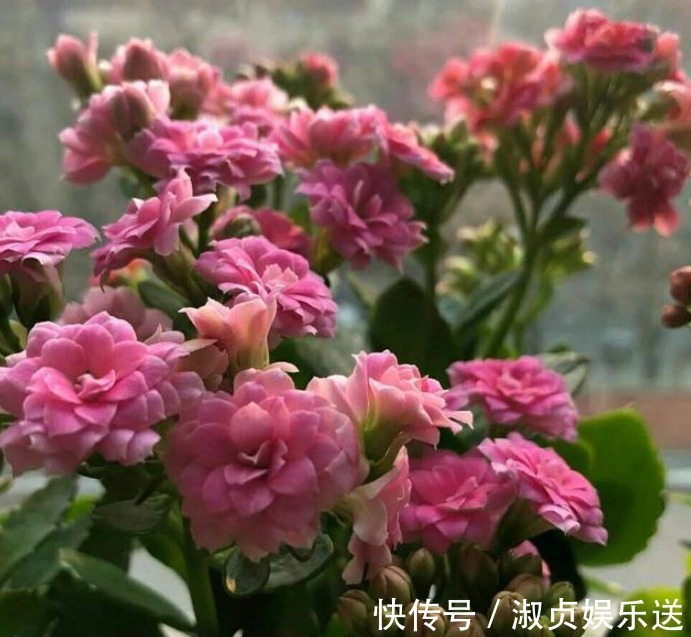 长寿花|长寿花放在暗屋子里,对开花不好!小花匠教你养好长寿花!