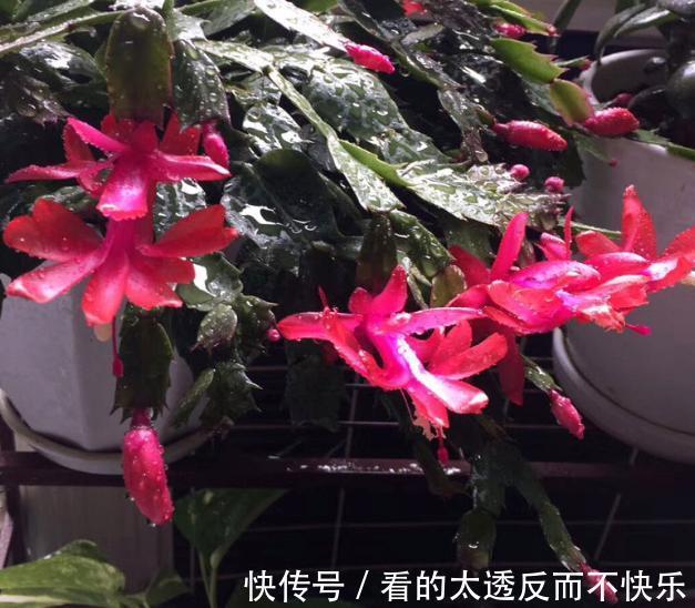 秋季该如何养蟹爪兰确保3点做到位，植株花期不落花、落蕾