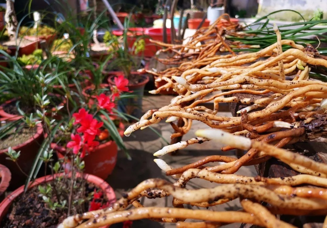 兰花浇水,“干透再浇”和“想浇就浇”,哪个更好?