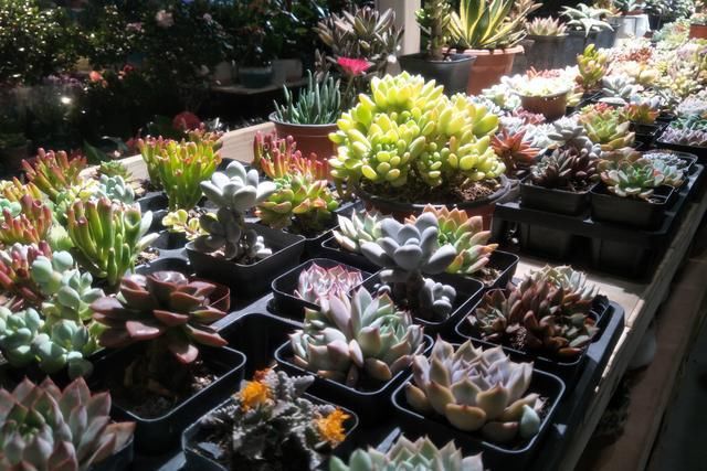 想要多肉“变色”，满足3个主要条件，多肉叶片肥厚，颜色艳丽