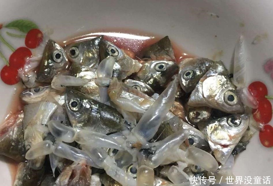 鱼头|吴大爷养“月季”,三月喂点“零食”,花朵嗖嗖冒,1年开不停!