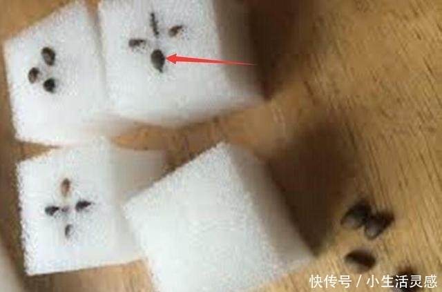 老妈如今在家种菜不用土了!海绵剪剪插蔬菜苗,天天吃菜不花钱!