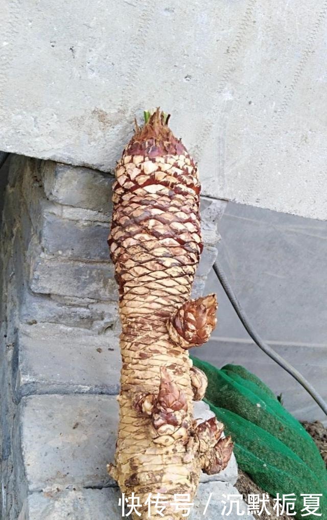 叔叔|叔叔养了1盆“光杆树”,邻居都笑他傻,2年后看到一脸羡慕!