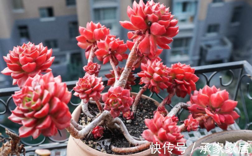 火红色|养多肉别随意，选这3款，养2年成老桩，身价倍增，赚大了