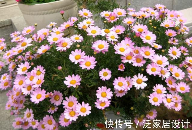 开花性能|养花久的人都知道,这三种花别买老桩,因为越老开花越少