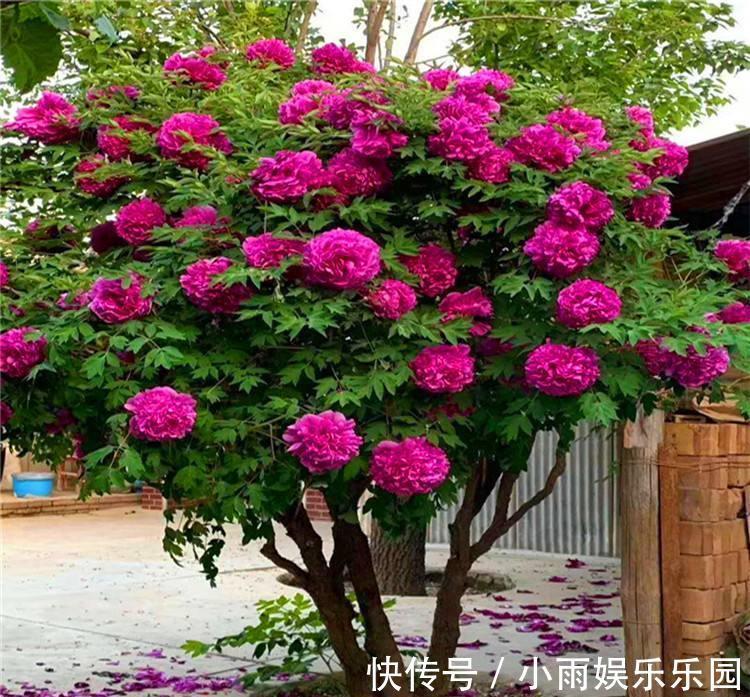 家里不要乱养花!6种养人花,吸废气制氧气,还有旺家的好寓意