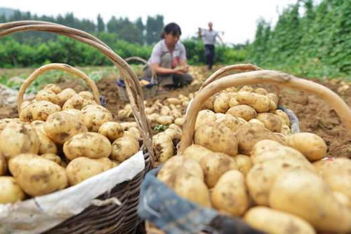 保存|保存土豆原来这么简单，老农教您一诀窍，放久了不发芽也不变色