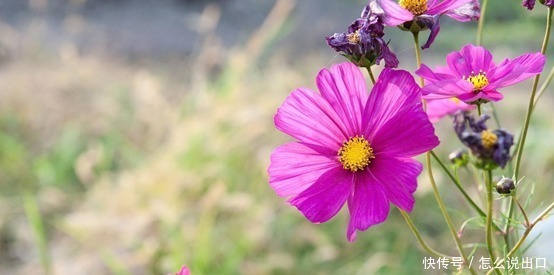 赚钱|有钱存不住的4大生肖,挥霍一生,有钱就任性,却往往幸福一生