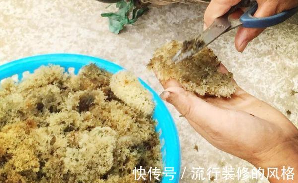 真菌|俗称“竹燕窝”，竹子被虫咬后开花，很是罕见，日出前采摘最好