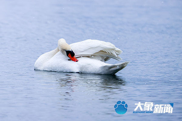 雪中的天使|图集| 雪中的天使