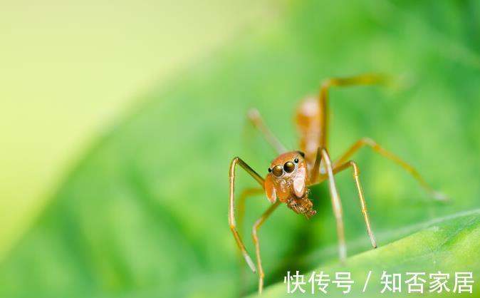叶片|不注意这些细节,罗汉松越养越丑,养罗汉松必学的常识