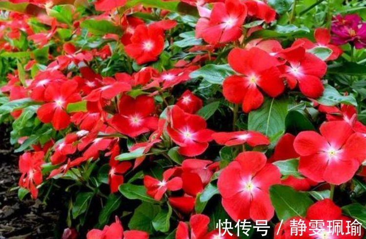 龙沙宝石|4种花深受花友的喜欢，开花爆盆很简单，花量大不操心