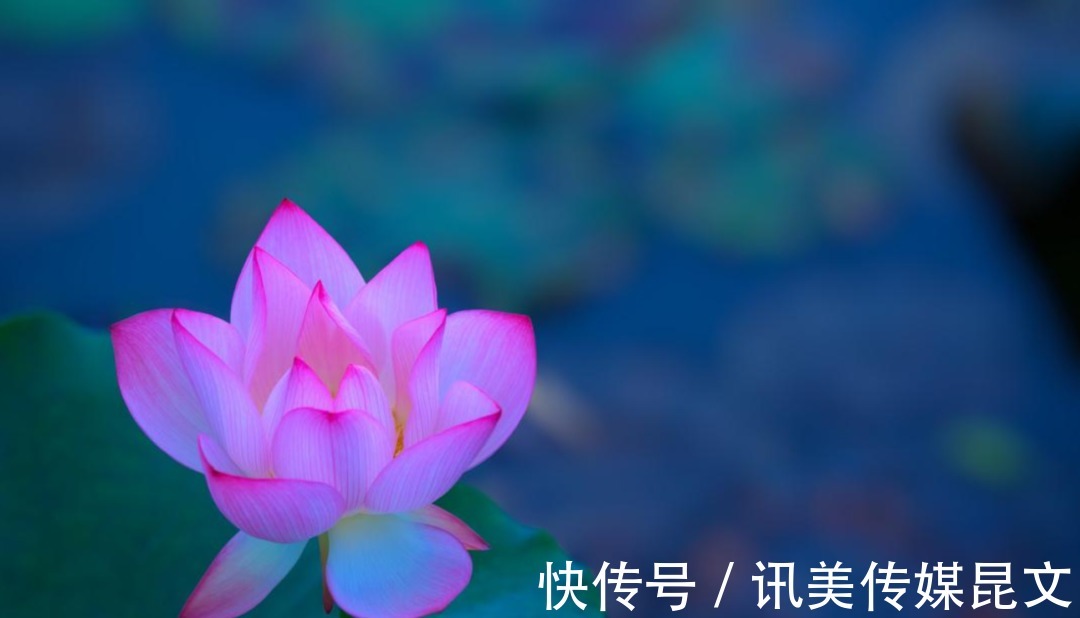 月色|荷花 明艳,十首有关荷花与月色的诗词,在月光里流溢荷香